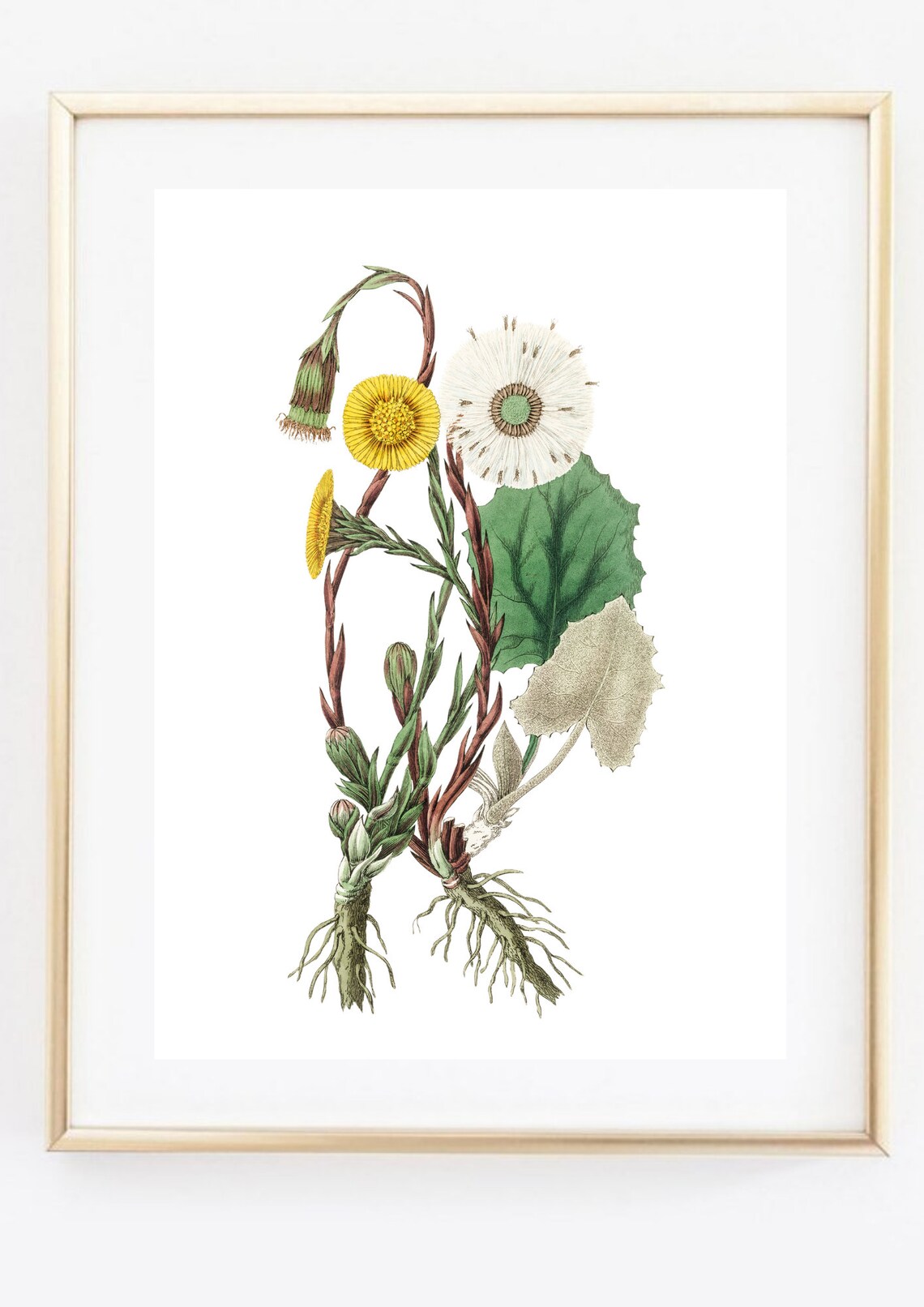 Vintage Coltsfoot Botanical Illustration Yellow Flower Roots Poster - Image 3