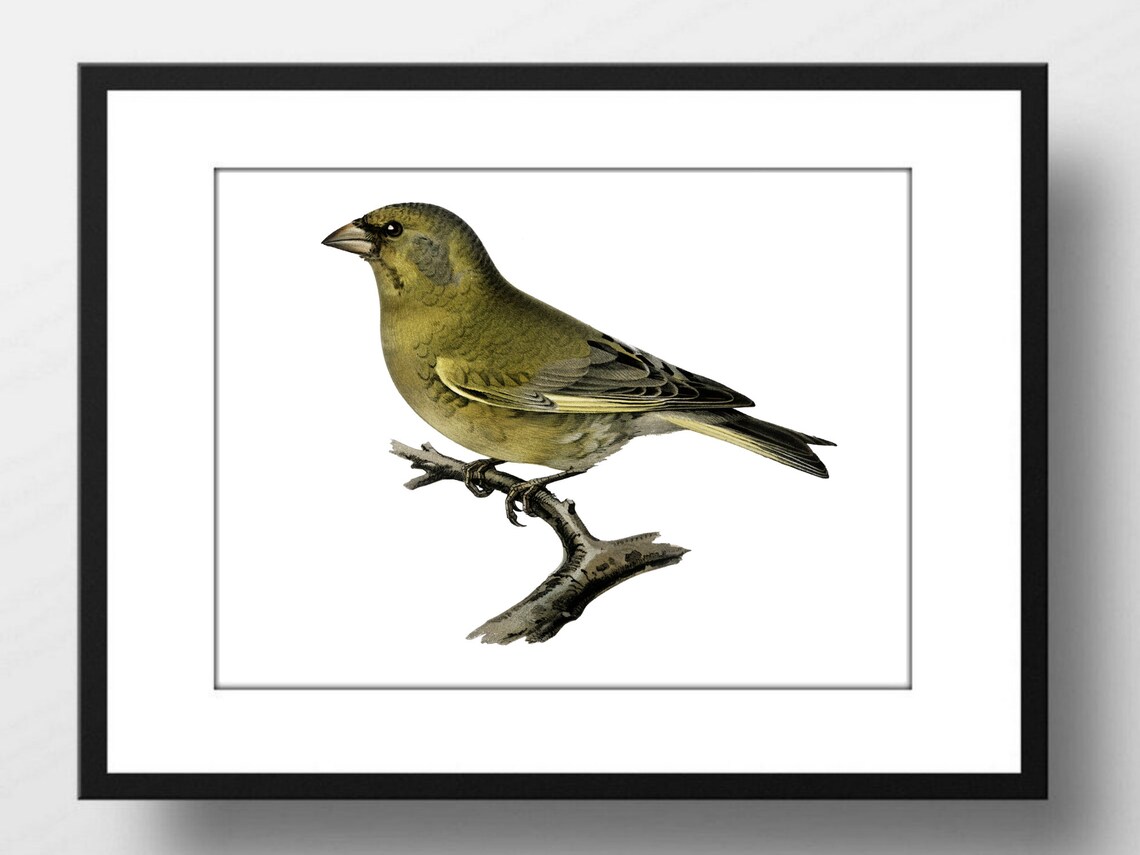 European Greenfinch Vintage Bird Illustration Nature Wall Art Poster - Image 2