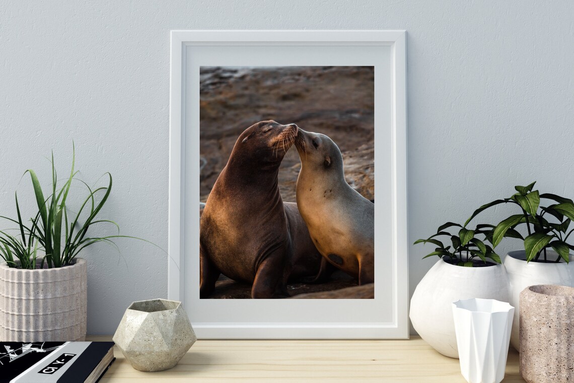 Two Sea Lions Nuzzling Wildlife Photo Couple Ocean Animal Love Poster