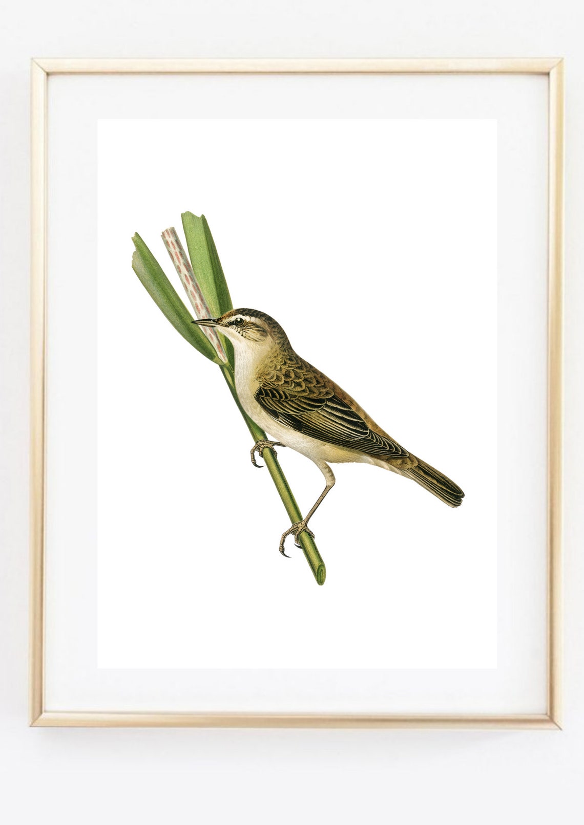 Reed Warbler Perched on Reed Vintage Bird Illustration Art Print - Image 2