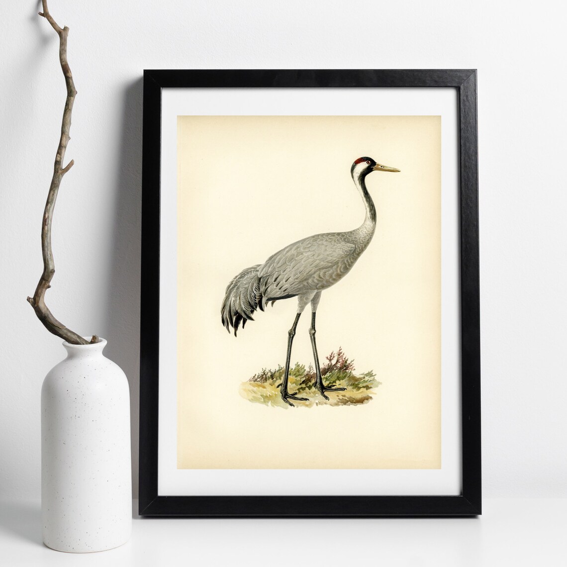 Vintage Grey Crane Bird Retro Naturalist Illustration Poster - Image 3