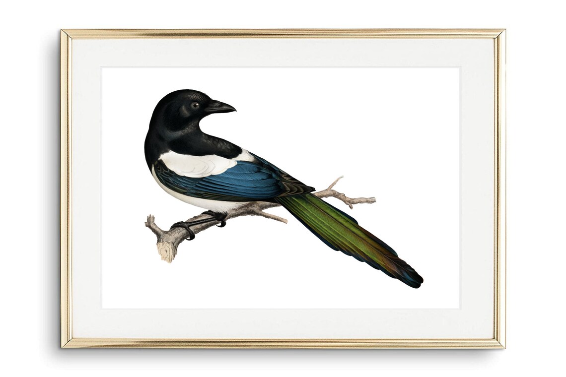 Eurasian Magpie Bird On Branch Vintage Nature Illustration Wall Print