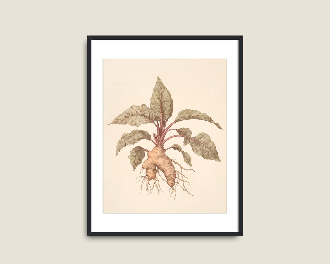 Vintage Botanical Illustration Of Ginger Root Plant With Roots Print - Image 2