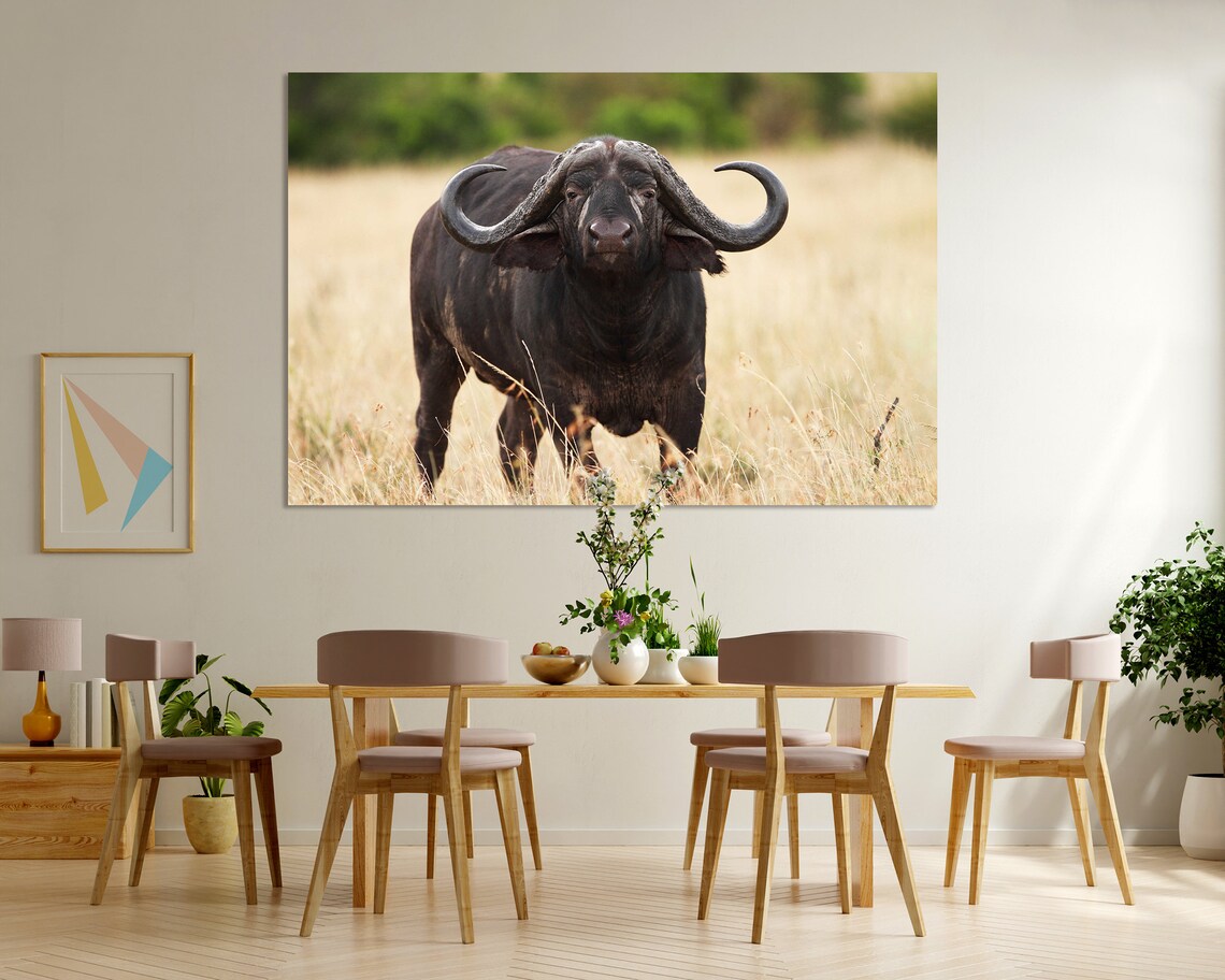 African Buffalo Front View Savanna Grassland Wildlife Photography Poster