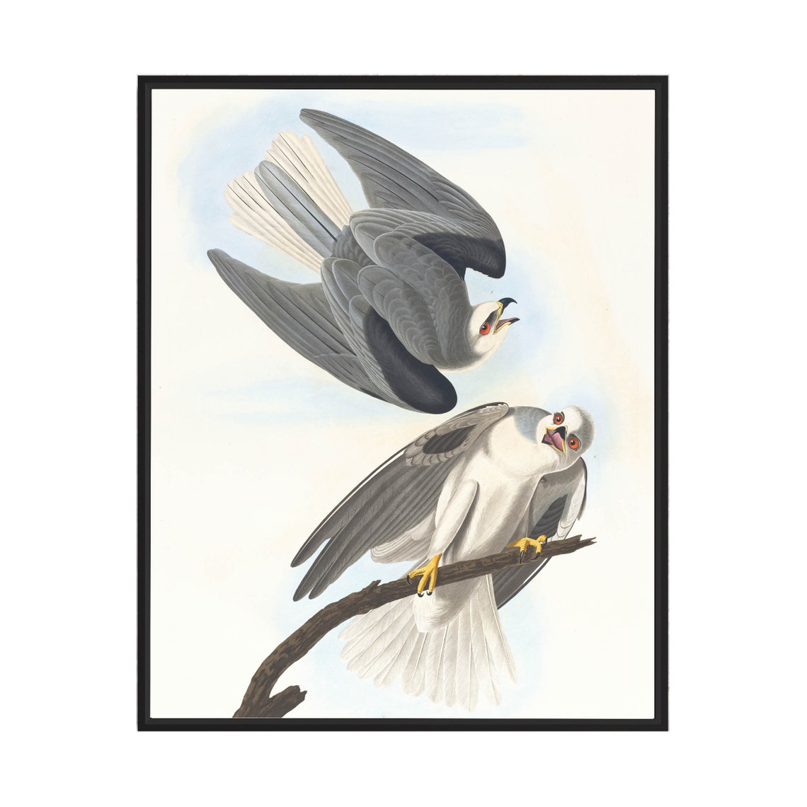 Black-Winged Hawk Pair in a Classic John James Audubon Style Poster