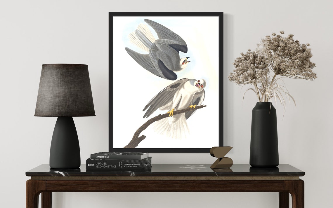 Soaring Black Winged Hawk Pair Audubon Style Vintage Raptor Print - Image 3