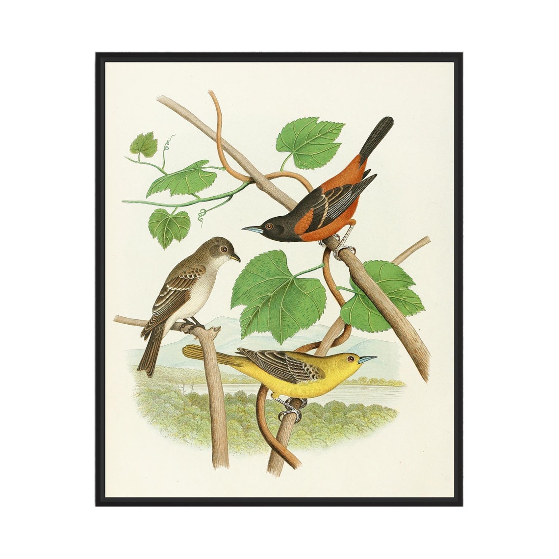 Orchard Oriole Pair With Wood Pewee Grapevine Vintage Bird Art Poster