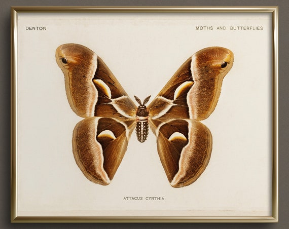 Moth Study Butterfly Art Neutral Wall Art Vintage Butterfly Art Prints Cottagecore Wall Art Da28