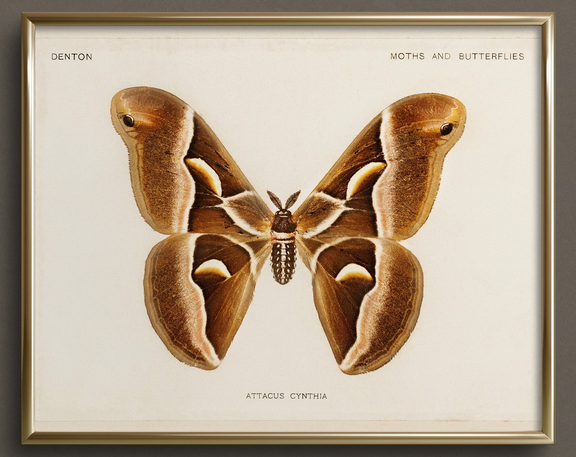 Moth Study Butterfly Art Neutral Wall Art Vintage Butterfly Art Prints Cottagecore Wall Art Da28