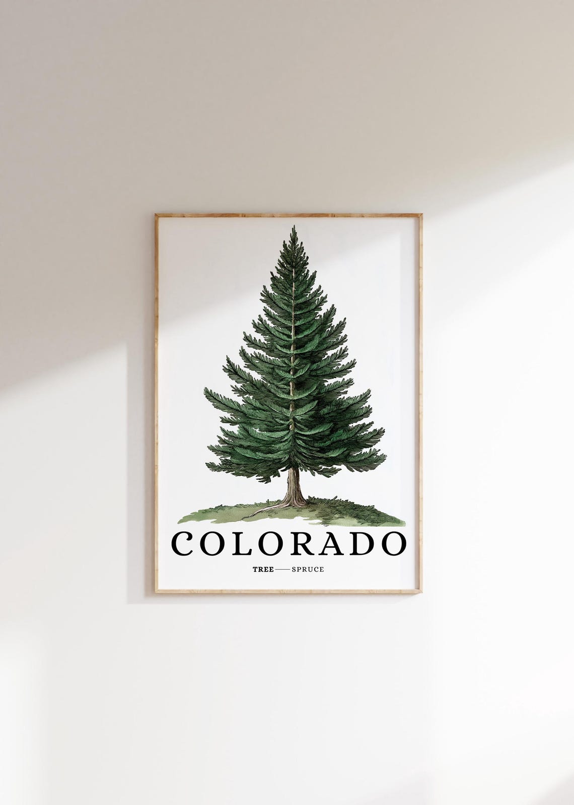 Colorado Spruce Tree Botanical Minimalist Western State Symbol Poster