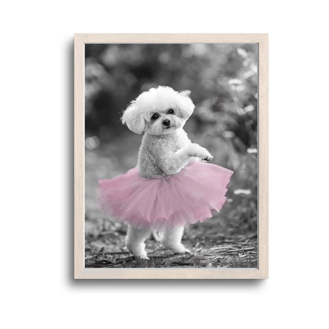 Funny Bichon Frise Puppy Pink Tutu Black And White Art Print