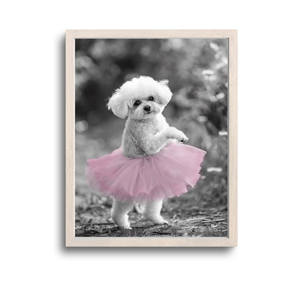 Funny Bichon Frise Puppy Pink Tutu Black And White Art Print