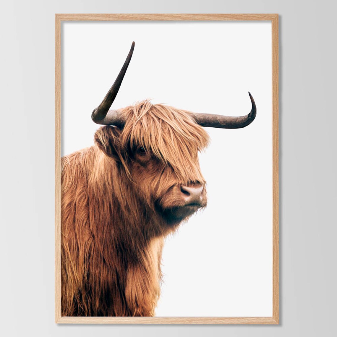 Highland Cow Profile Portrait Against White Background Print