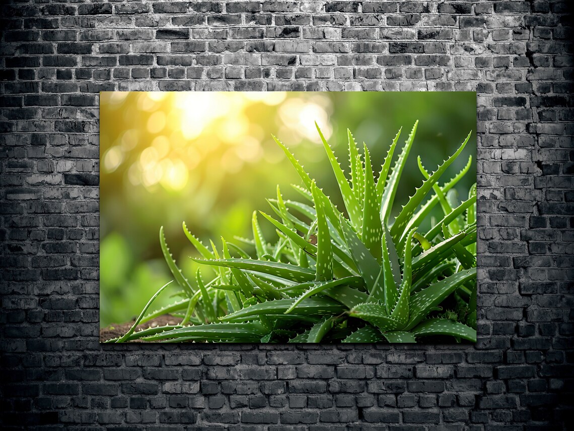 Aloe Vera Plant Sunlit Garden Green Botanical Photography Wall Art - Image 2