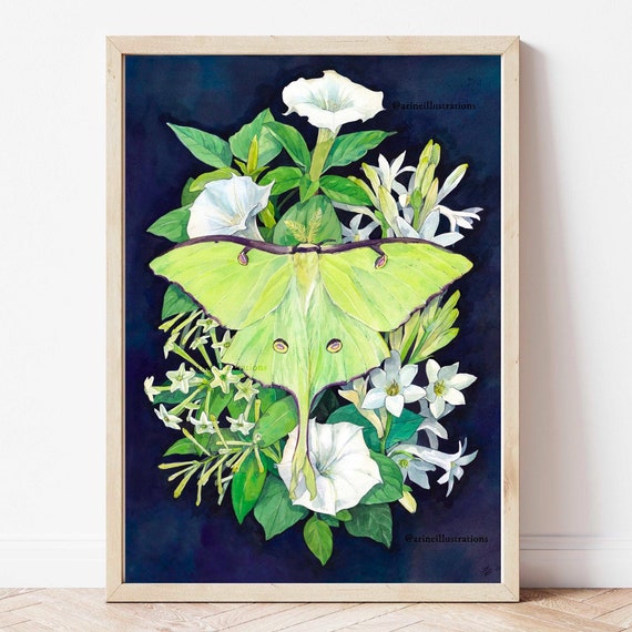 Moth Nocturnal Flowers Poster