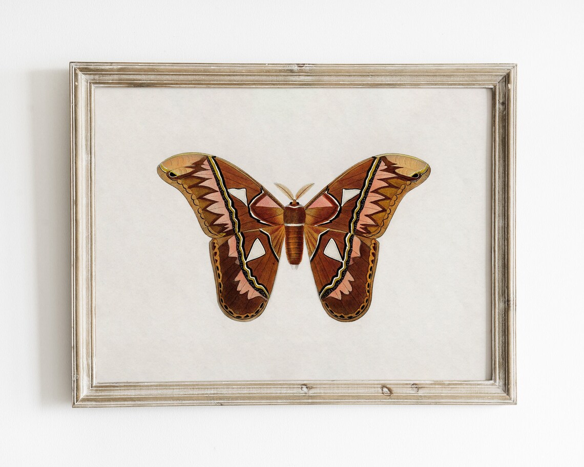 Vintage Butterfly and Moth Art Print, Antique Style