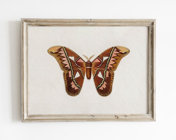 Vintage Butterfly and Moth Art Print, Antique Style