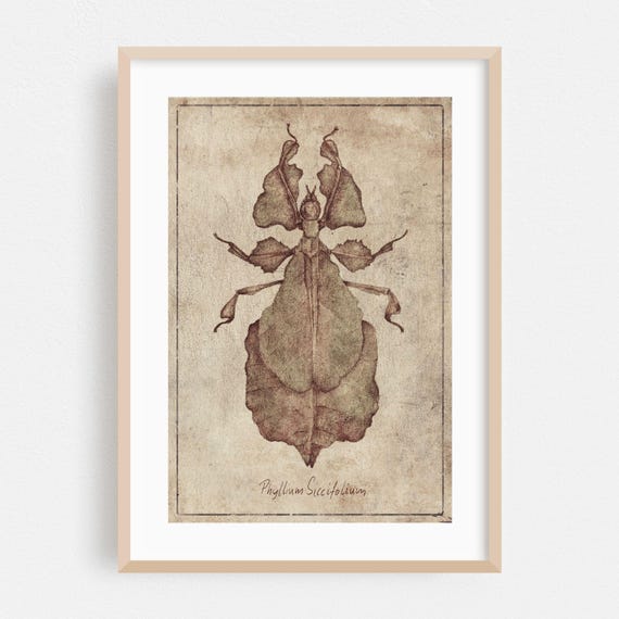 Insect Print Botanical Wall Art Vintage Framed Nature Home Decor Illustration Poster Drawing Fine Phyllium Siccifolium
