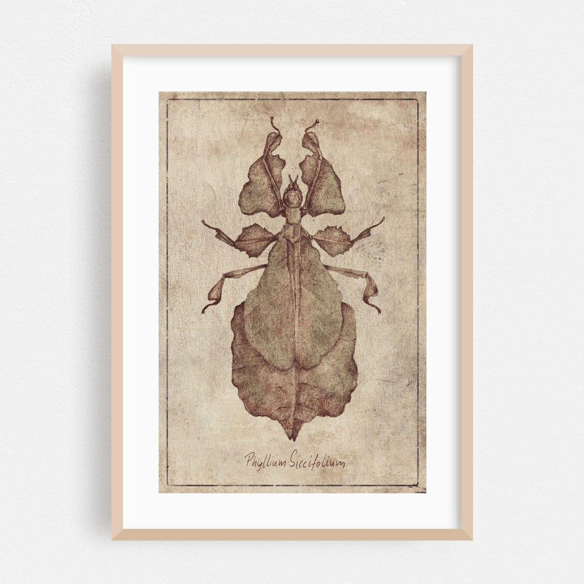 Insect Print Botanical Wall Art Vintage Framed Nature Home Decor Illustration Poster Drawing Fine Phyllium Siccifolium