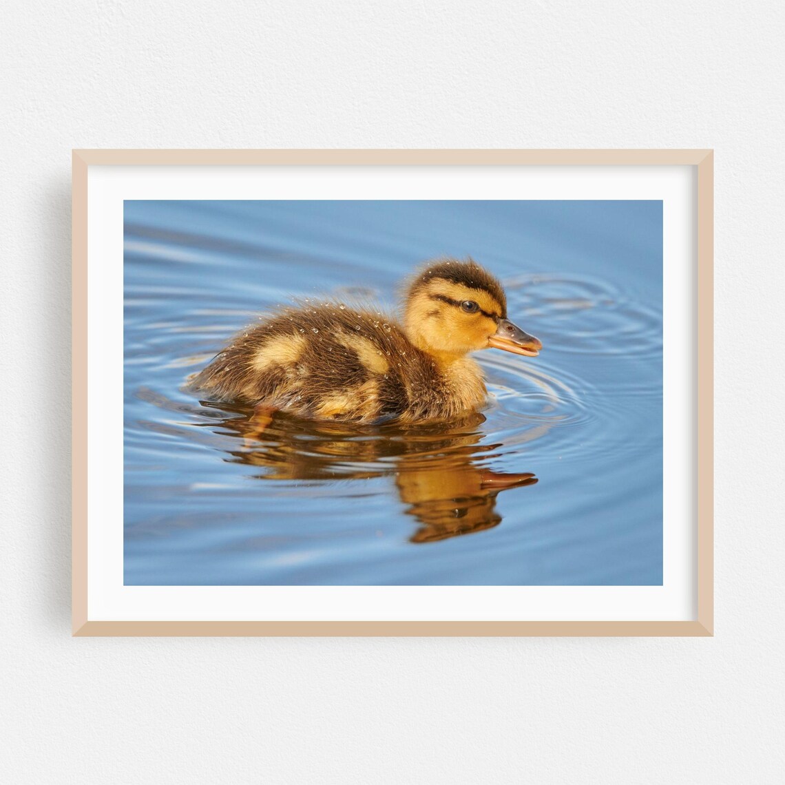 Cute Duckling Swimming on Blue Water Wildlife Photo Art Poster