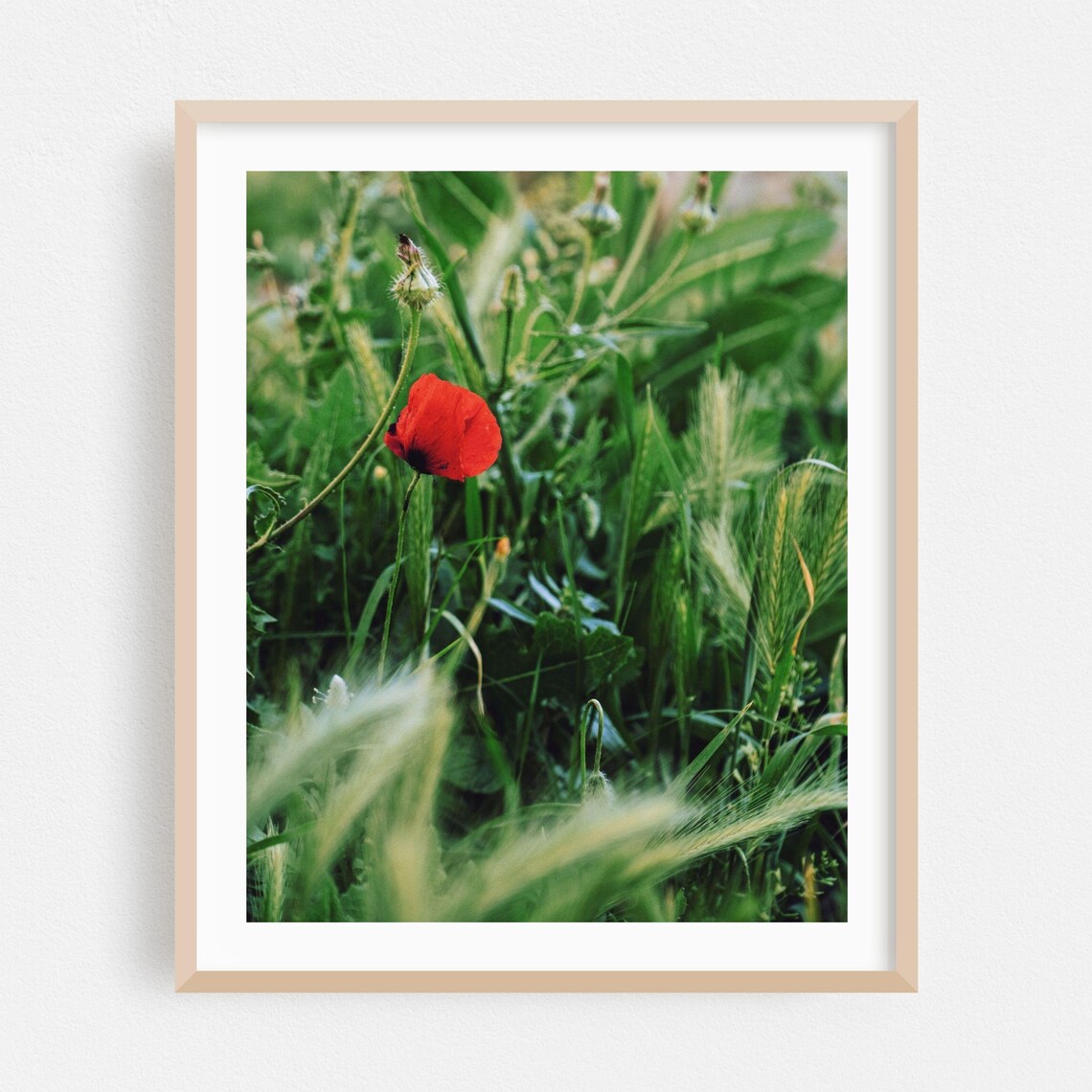 Single Red Poppy Bloom in Green Meadow Fine Art Photography Poster