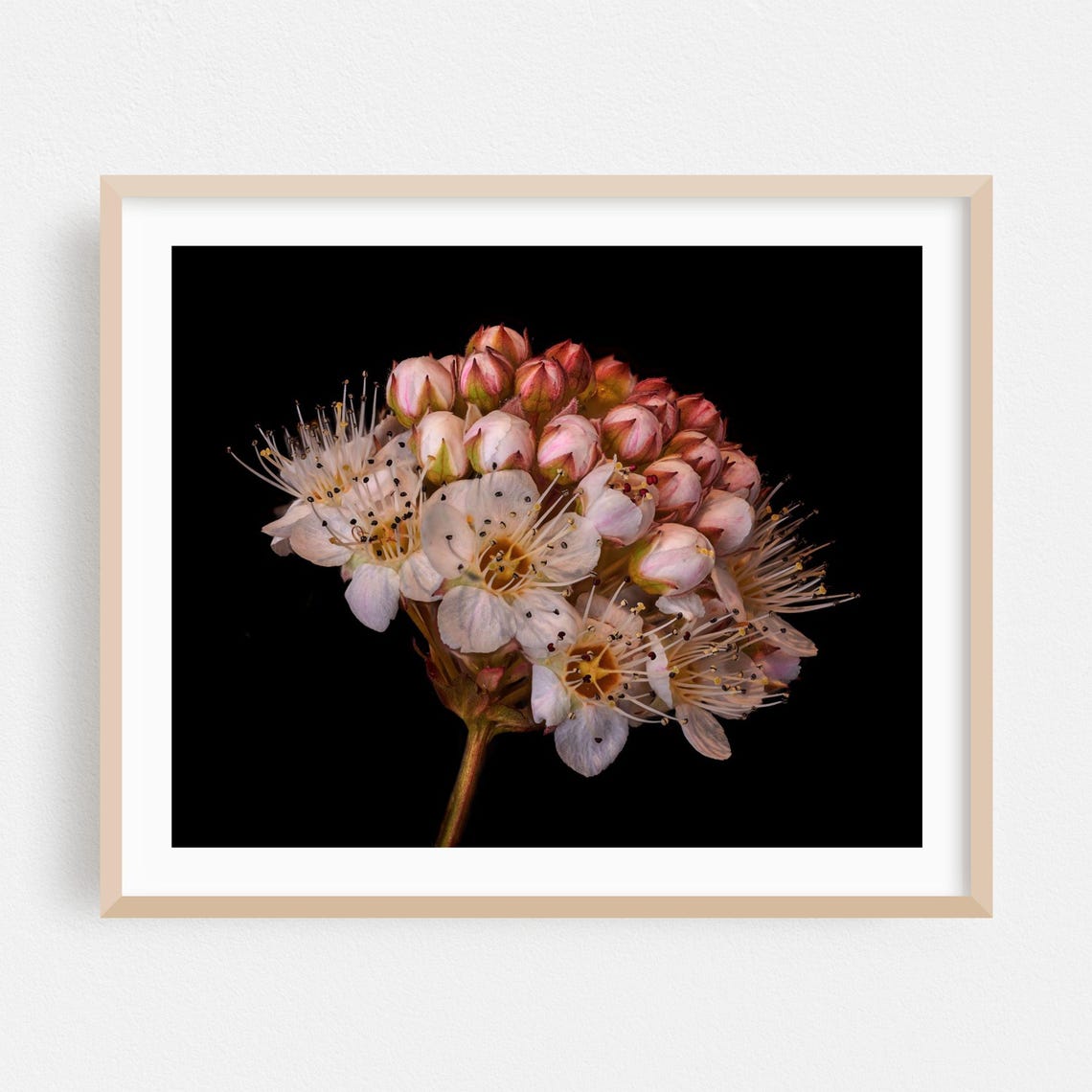 White Ninebark Blossom Cluster Macro Photography Poster on Black
