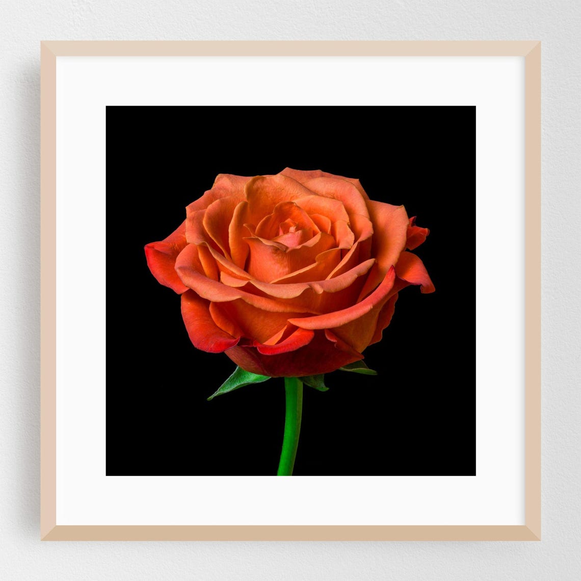 Orange Rose On A Black Background Fine Art Flower Photo Print