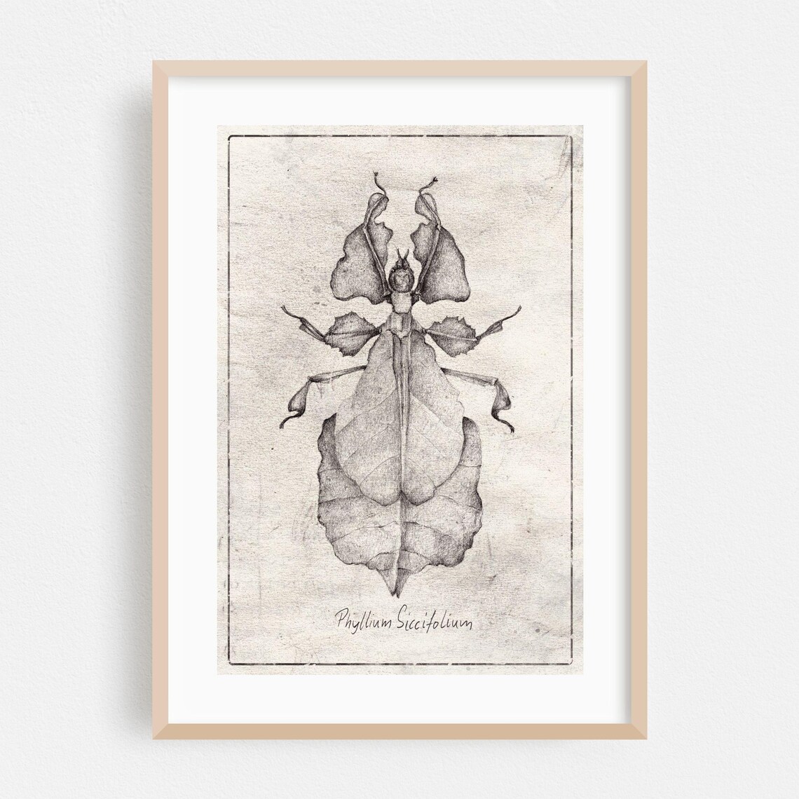 Phyllium Siccifolium Leaf Insect Vintage Entomology Sketch Poster