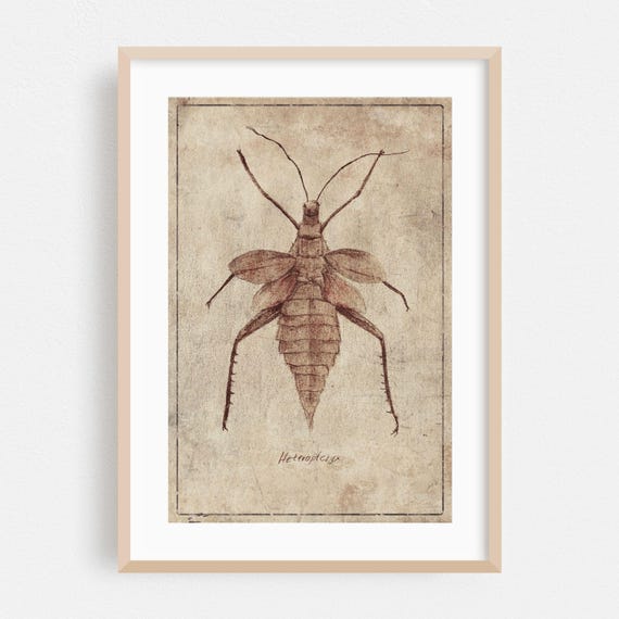 Vintage Print Insect Wall Art Illustration Framed Botanical Home Decor Nature Poster Sketch Fine Drawing Heteroptryx
