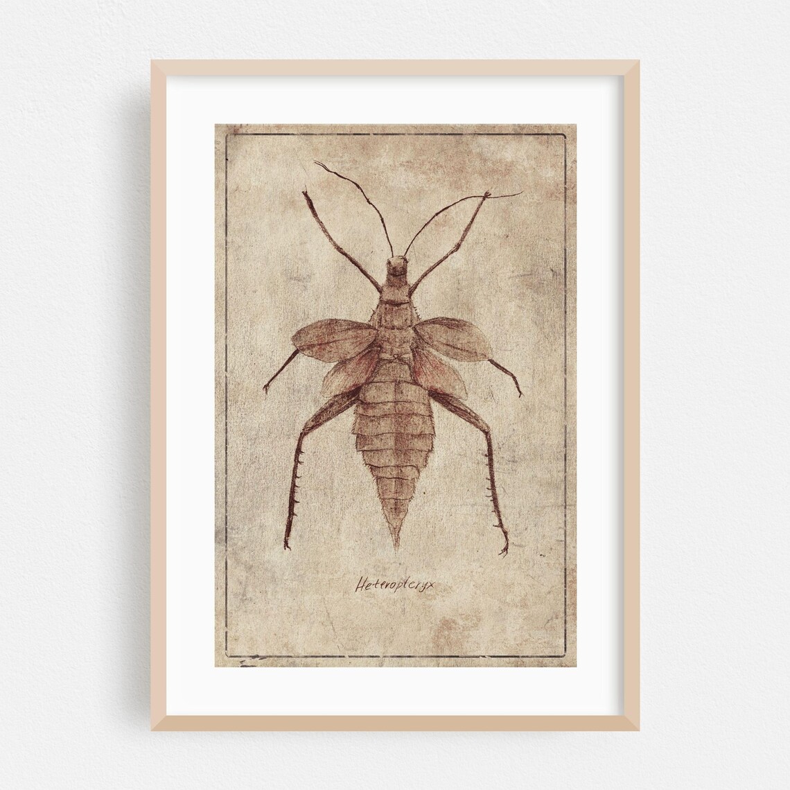 Vintage Heteropteryx Stick Insect Sepia Entomology Sketch Art Poster