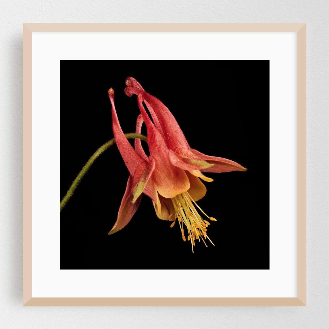 Red Columbine Flower Glowing on Black Botanical Macro Poster