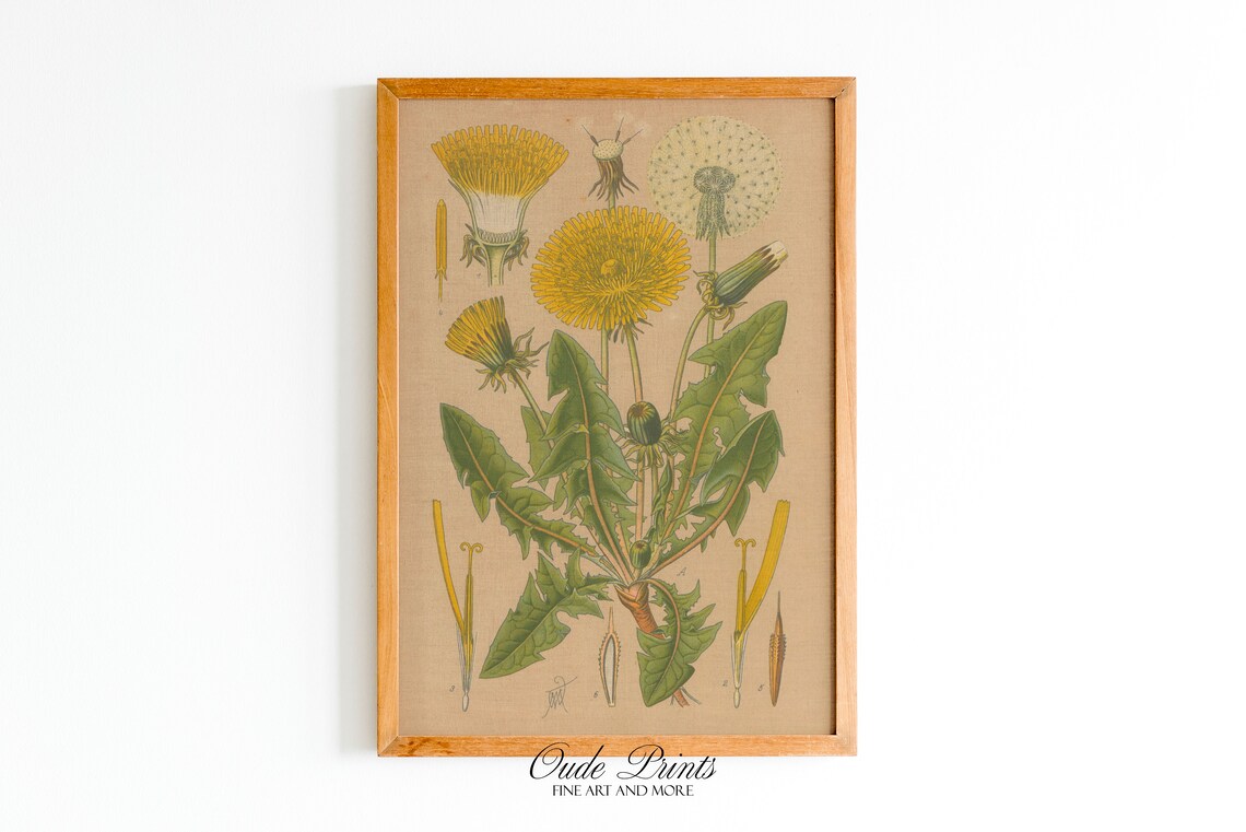 Dandelion Scientific Drawing, 1890s Botany Artwork