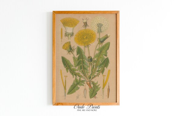Dandelion Scientific Drawing, 1890s Botany Artwork