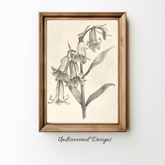 Bluebell Pencil Drawing Vintage Botanical Art Print