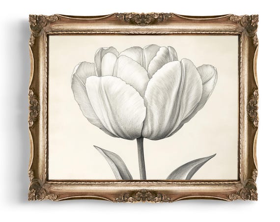 Tulip Drawing Floral Wall Art Botanical Print Vintage Flower Illustration Minimalist Home Decor