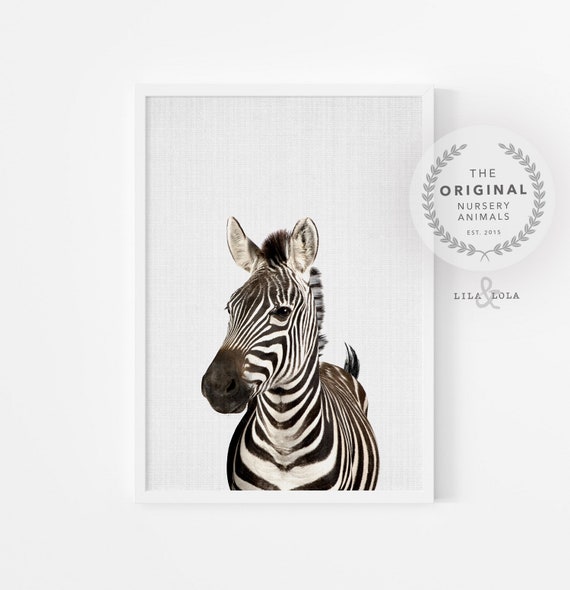 Zebra Wall Art Photo Print Safari Nursery Animal Decor Large Poster