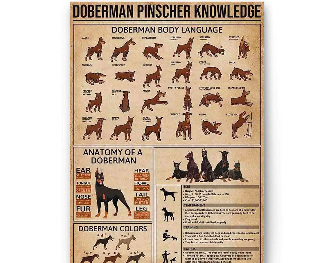 Doberman Pinscher Dog Vintage Knowledge Poster - Image 4