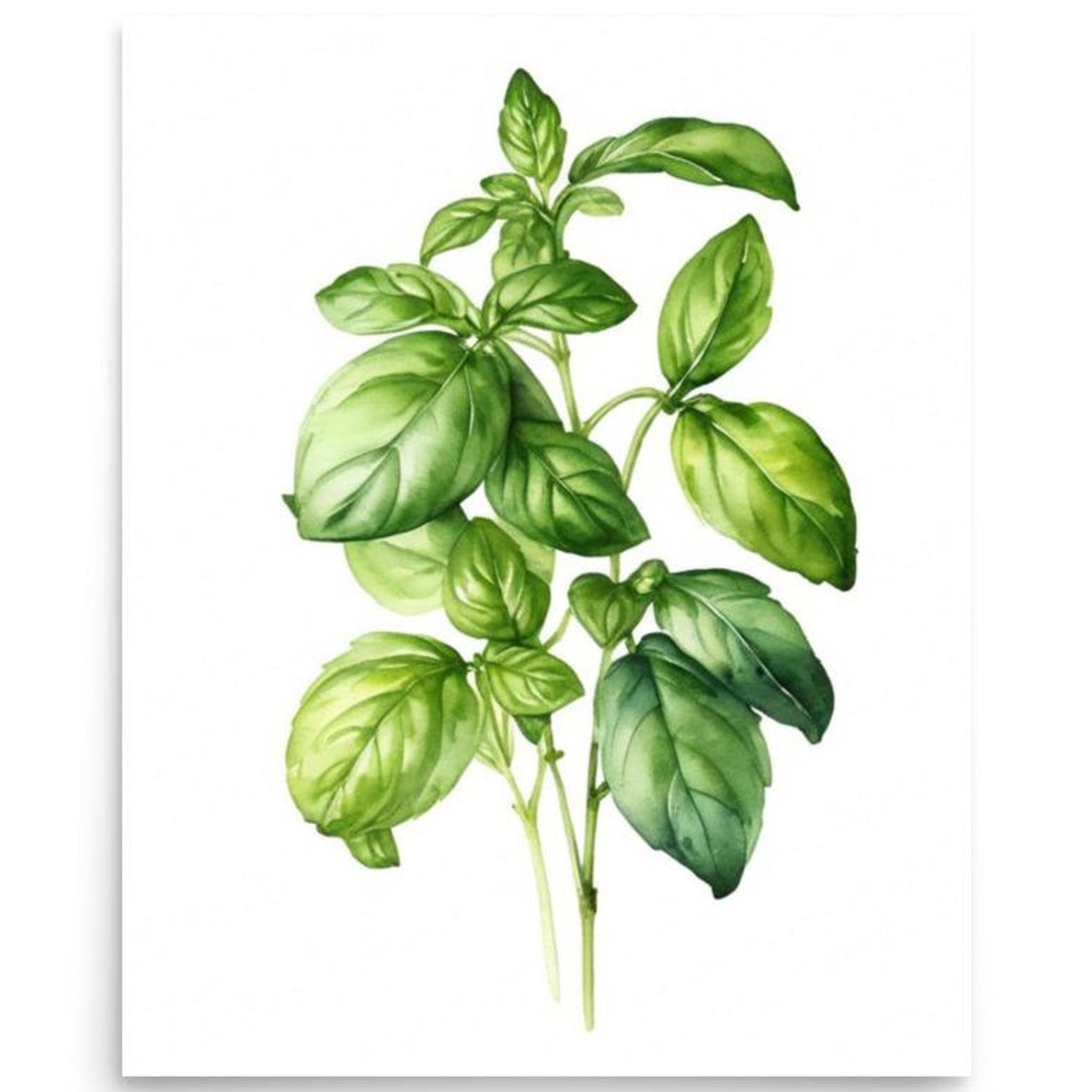 Fresh Basil Sprigs Botanical Watercolor Kitchen Herb Wall Poster