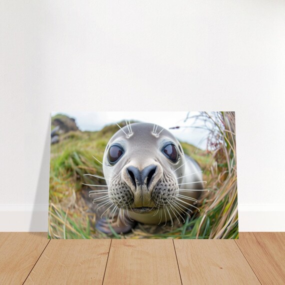 Seal Pup Face Close Up Whiskered Wildlife Photo Playful Nose Poster