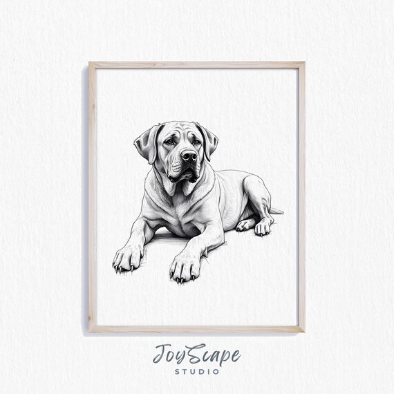 Mastiff Dog Lying Down Black And White Sketch Vintage Large Breed Poster