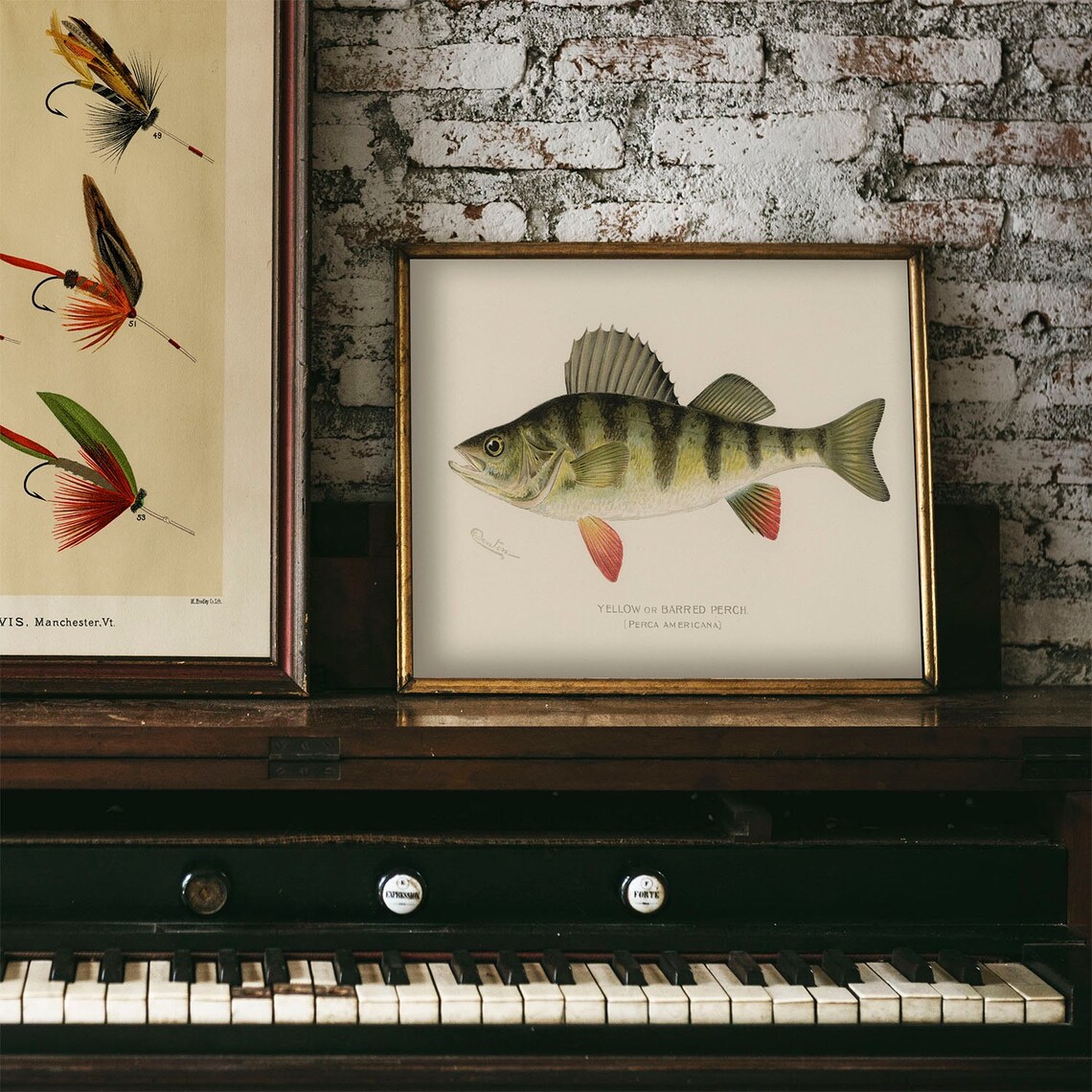 Yellow Fish Vintage Fishing Poster, Barred Perch - Image 4
