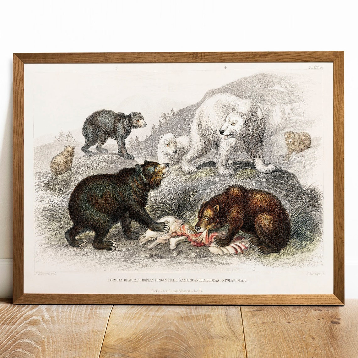 Vintage Bear Species Chart Grizzly Polar Black Bear Antique Poster