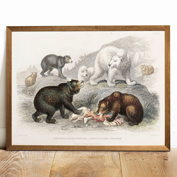 Vintage Bear Species Chart Grizzly Polar Black Bear Antique Poster