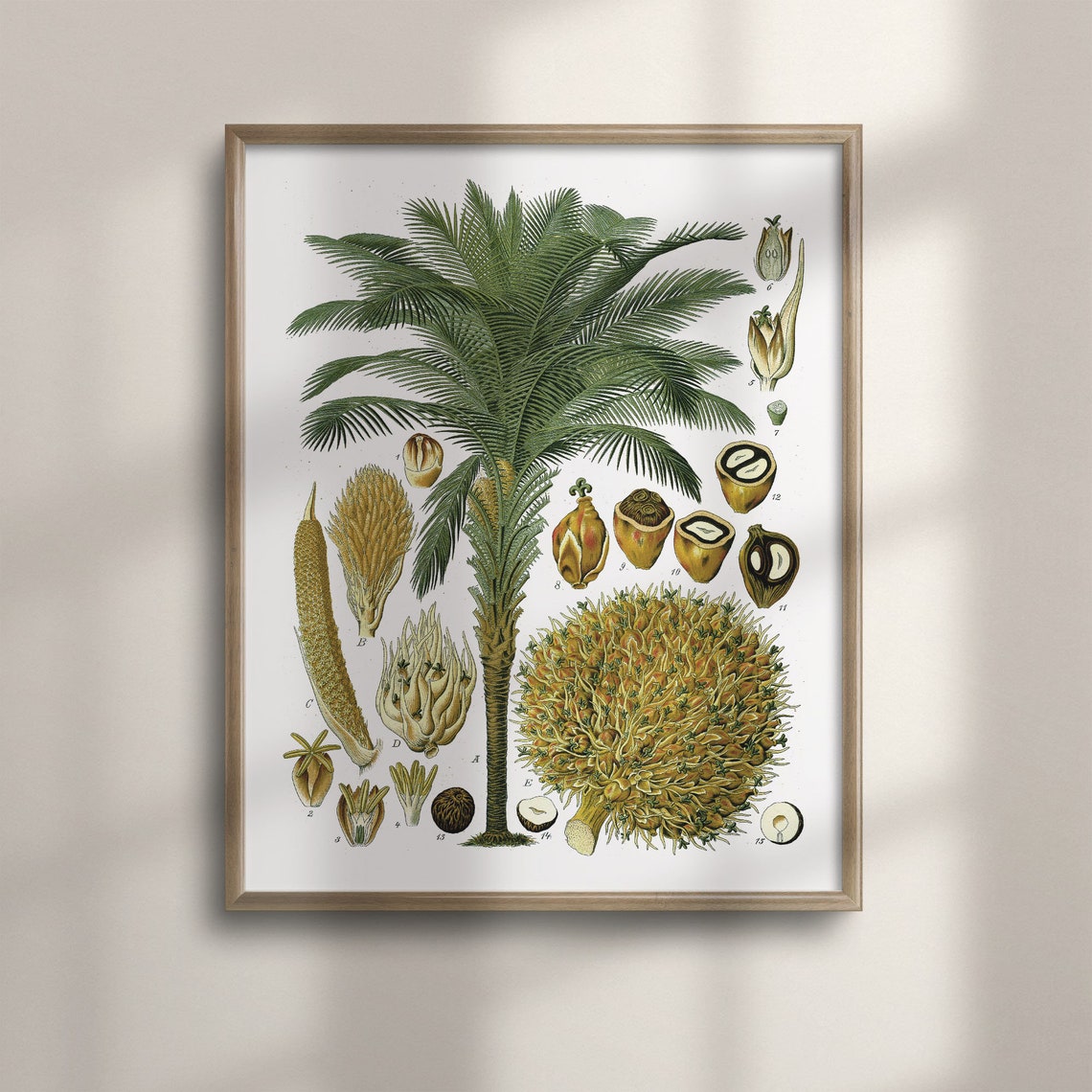 Vintage Coconut Palm Tree Botanical Illustration Chart Poster