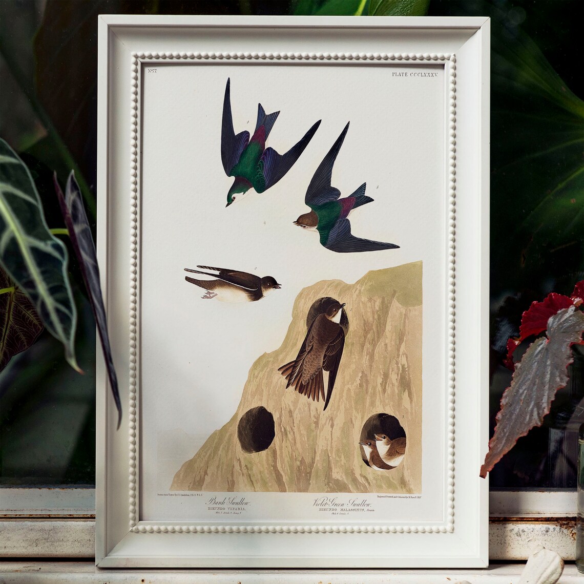 Swallow Print, Antique Bird Drawing Poster