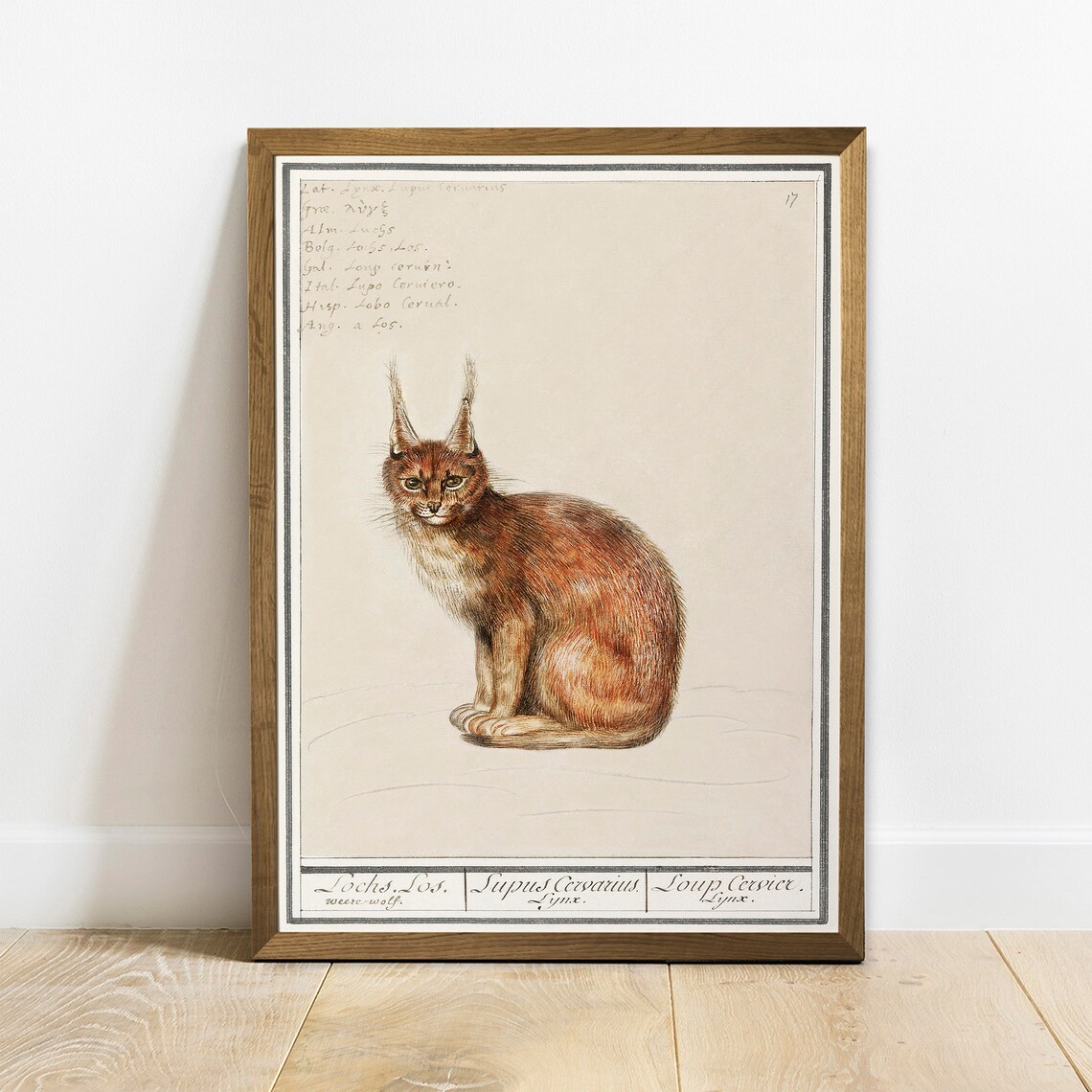 Lynx Print, Vintage Zoology Wall Art Poster - Image 4