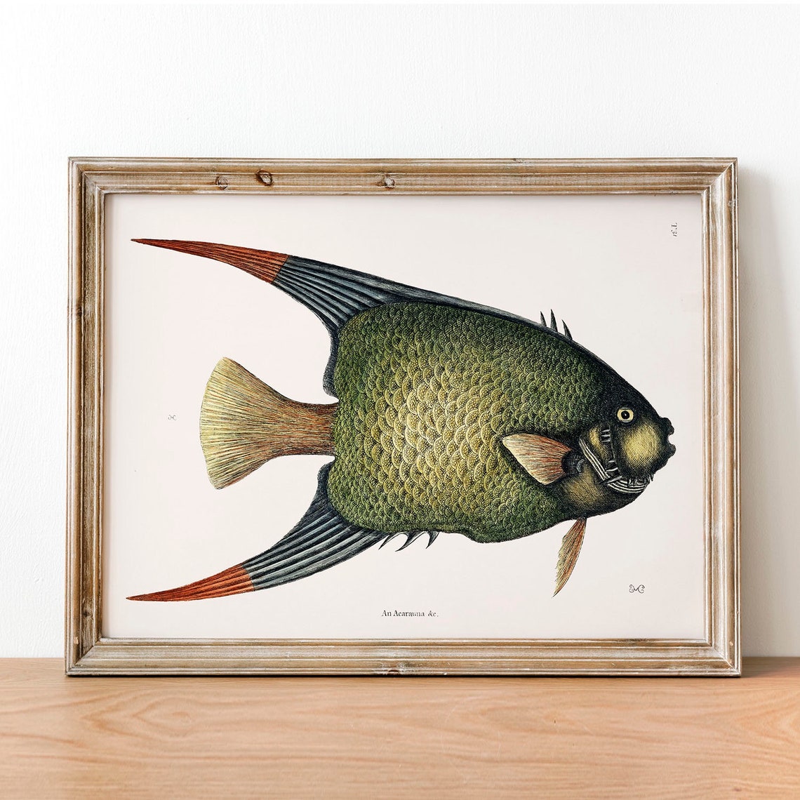 Angelfish Fish Print Vintage Fishing Poster Wall Art Decor Pterophyllum Gift For Dad Fisherman Fishing Poster Art Vintage Fishing Coo30