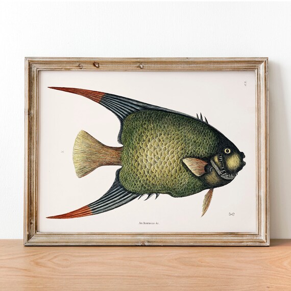 Angelfish Fish Print Vintage Fishing Poster Wall Art Decor Pterophyllum Gift For Dad Fisherman Fishing Poster Art Vintage Fishing Coo30