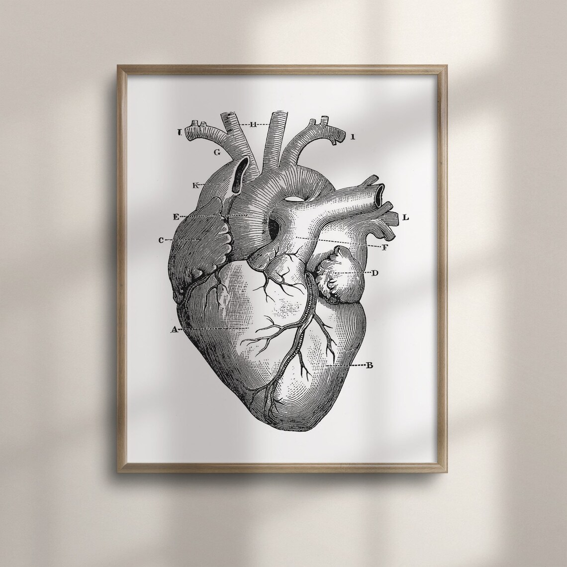 Vintage Anatomical Engraving Of Human Heart Chart Art Poster