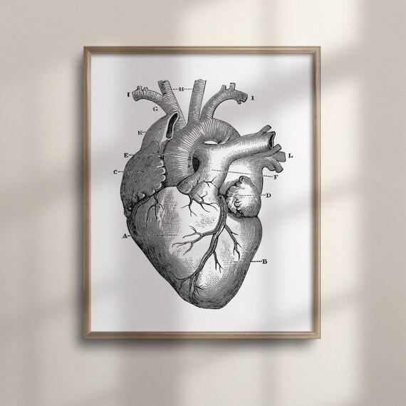 Vintage Anatomical Engraving Of Human Heart Chart Art Poster